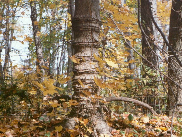 tree1.jpg (116497 bytes)